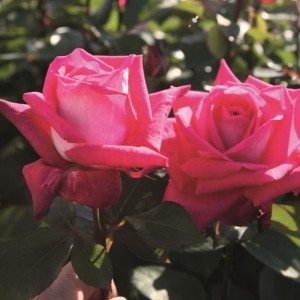 CHARLIES ROSE (hybrid tea)